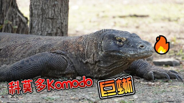  #科莫多巨蜥 #komododragon 科摩多即科莫多巨蜥,又称科莫多龙.科莫多龙是现生种类中体形最大的蜥蜴,成年巨蜥的体长通常为2~3m,体重约70kg