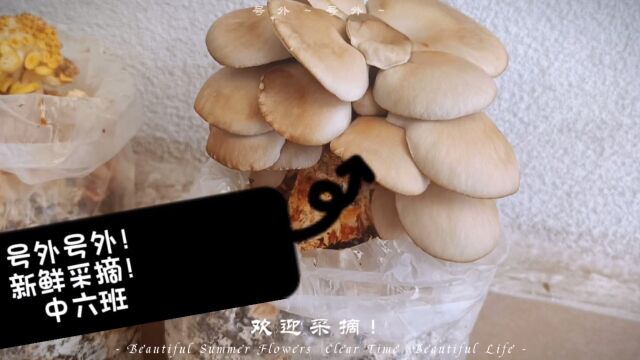 新鲜的蘑菇,欢迎采摘!