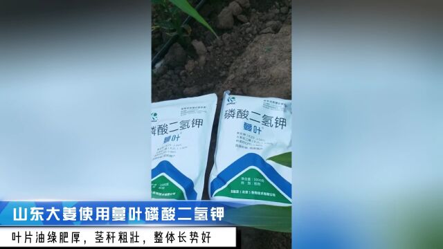 磷酸二氢钾厂家山东大姜使用蔓叶磷酸二氢钾,叶片油绿肥厚,茎秆粗壮,整株长势好