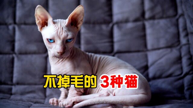 这3种猫不掉毛,可以放心养!