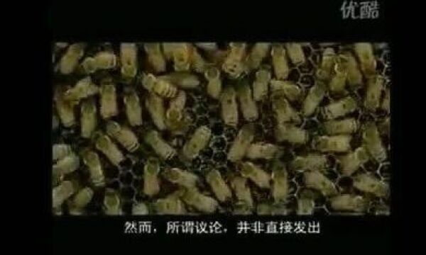 文化|《中华古诗词》蜂