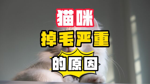 猫咪“掉毛严重”的5大原因,养猫必看!