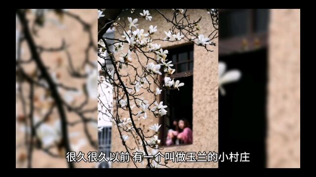 玉兰花开故事