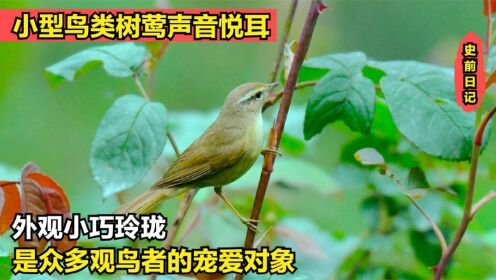 小型鸟类树莺声音悦耳，外观小巧玲珑，是众多观鸟者的宠爱对象