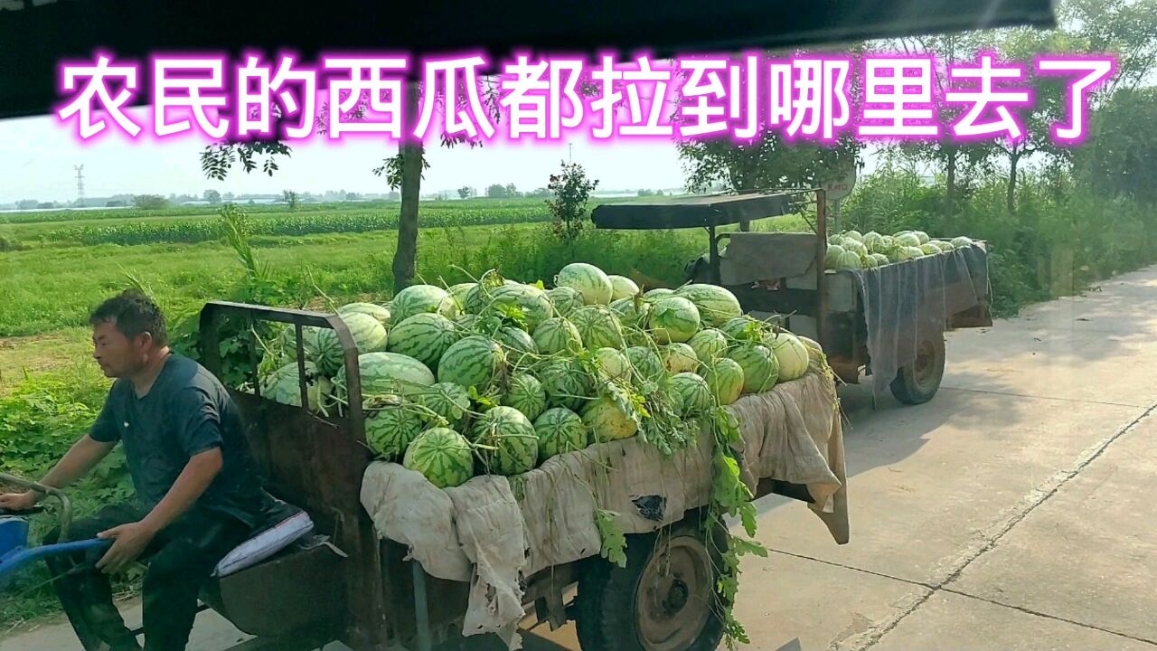 在安徽农村,看到一片繁忙的景象,到处都是卖西瓜的瓜农