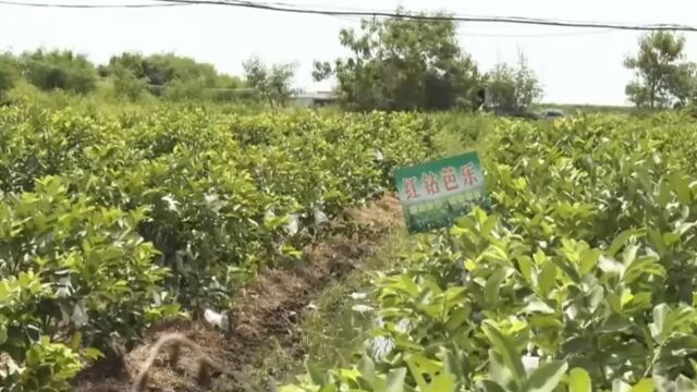 充分利用当地盐碱地,新品种芭乐喜获丰收,提高了农户的收益