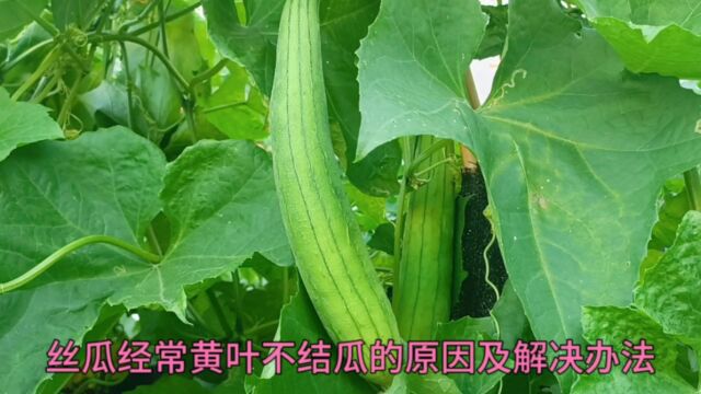 丝瓜经常黄叶不结瓜?给它浇点东西,丝瓜节节结瓜没病害不黄叶