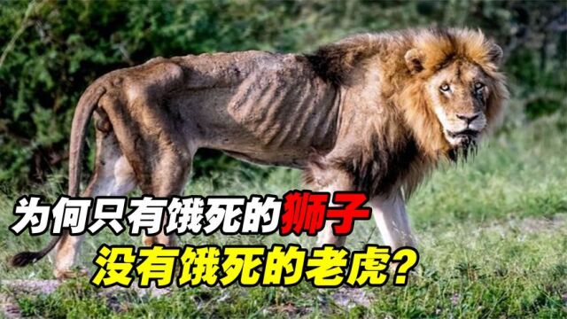 顶级捕猎者的晚年有多凄惨?为何只有饿死的狮子,没有饿死的老虎