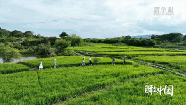 瞰中国|福建连城:风吹稻浪美如画