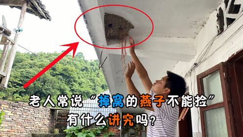 为什么说“掉窝的燕子不能捡”？原来关乎燕子的命运_高清
