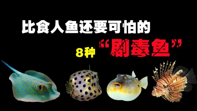 比食人鱼还要可怕的8种“剧毒”鱼类,不是什么鱼都可以乱吃的!