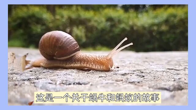 蚂蚁和蜗牛的故事