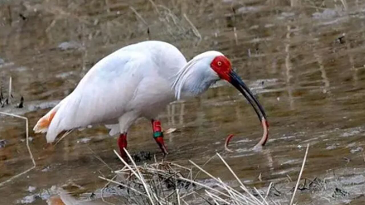 中国赠日本的朱鹮洋洋去世:死因为身体衰弱,曾因受雷声惊吓扭伤