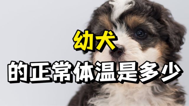 新手养狗必看!幼犬的正常体温