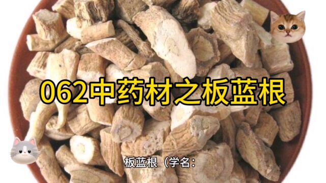 062中药材知识分享之板蓝根