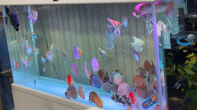 新手养鱼 逛逛水族店