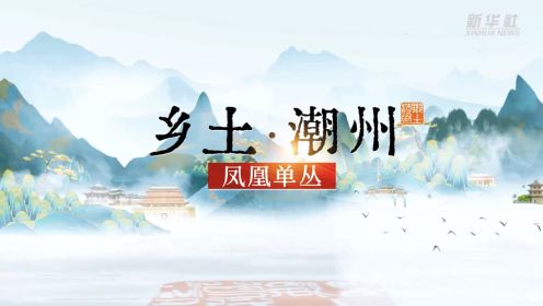 （文化潮州）潮州工夫茶：凤凰单丛