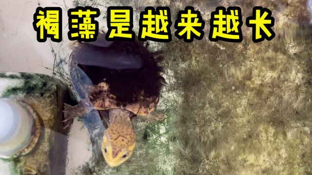 【Ygh】果核蛋龟的褐藻,已经逐渐变成毛絮状