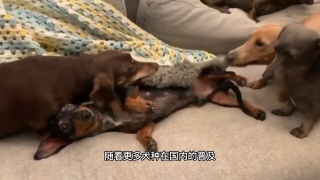 在欧美是宠儿,在国内却是弃儿,奥运会吉祥物腊肠犬了解一下宠物知识动物图鉴