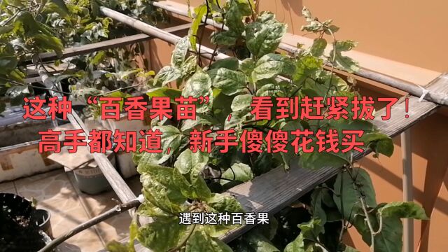 这种“百香果苗”,看到赶紧拔了!高手都知道,新手傻傻花钱买