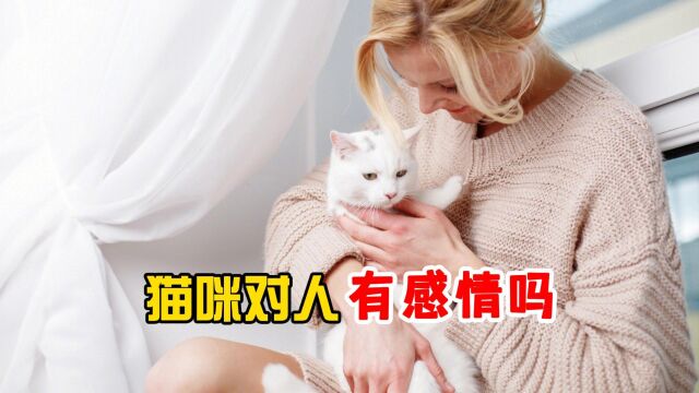 猫咪对人类有感情吗?真相颠覆你的刻板印象