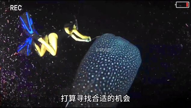 野生动物零距离 #万物皆有灵 #海洋生物