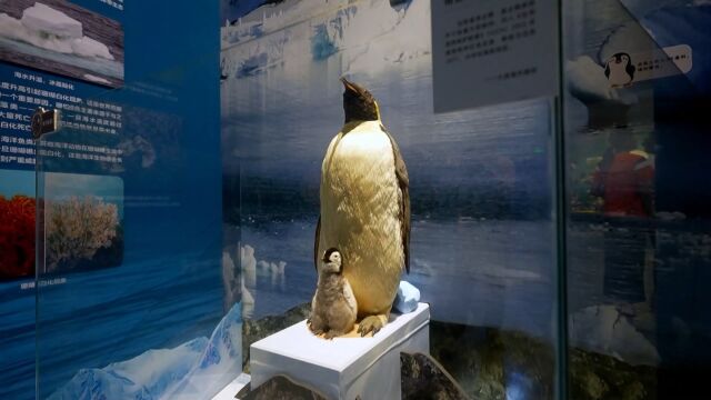 “蔚蓝的关注——海洋生态保护展”之海洋生态系统篇