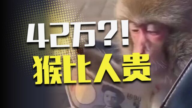 一只猴子42万!我的身价居然不如猴子