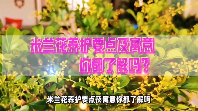 米兰花养护要点及寓意你都了解吗?