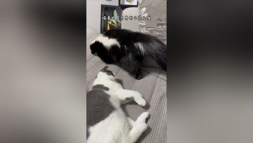 尾巴短的不一定是麒麟猫,还有可能是八嘎猫…_高清1080P在线观看平台_腾讯视频