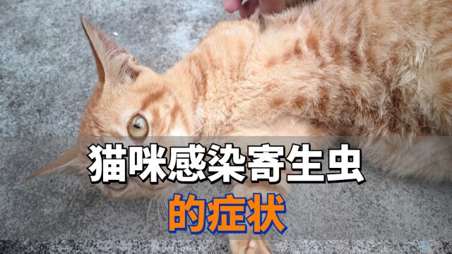 猫咪感染寄生虫的5大症状,别忽视了!