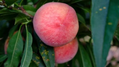 沉浸式摘水蜜桃🍑#桃子熟了 #新鲜采摘 #水果 #水蜜桃 #夏天的味道