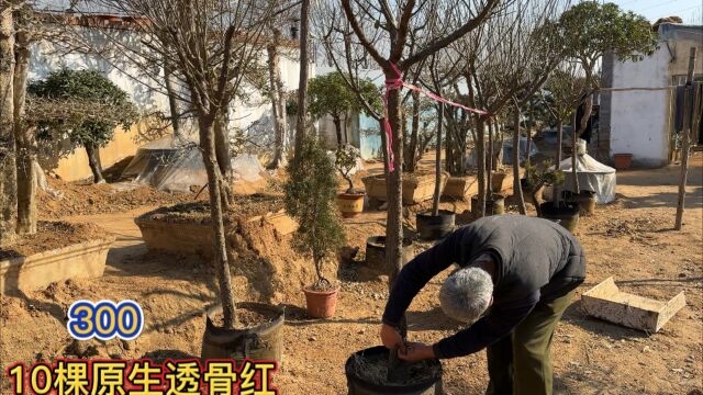 原生老桩红梅又好看又好养,于是价格一直上不去,实拍透骨红梅花