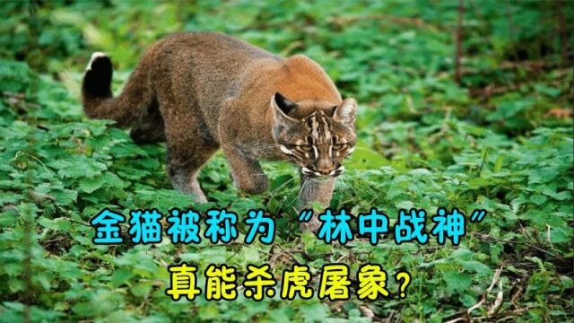 金猫被称为“林中战神”,据说能杀虎屠象,这是真的吗?