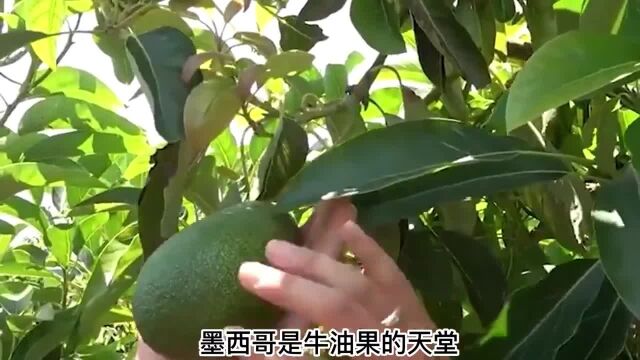 让我们一起看看,牛油果的种植过程