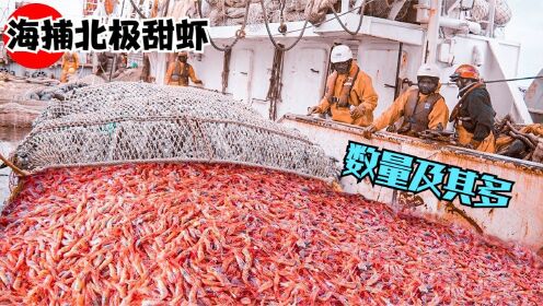 国外深海捕鱼,用延绳钓1000个鱼钩抓巨型多宝鱼,让大家见识下_高清1080P在线观看平台_腾讯视频