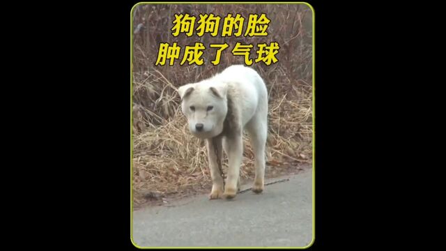 善待动物关爱生命 #动物救助 #狗狗