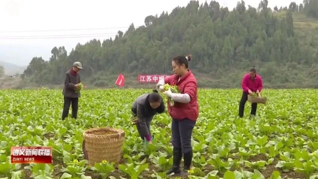 【视频】遵义:冬种掀高潮 农业有奔头