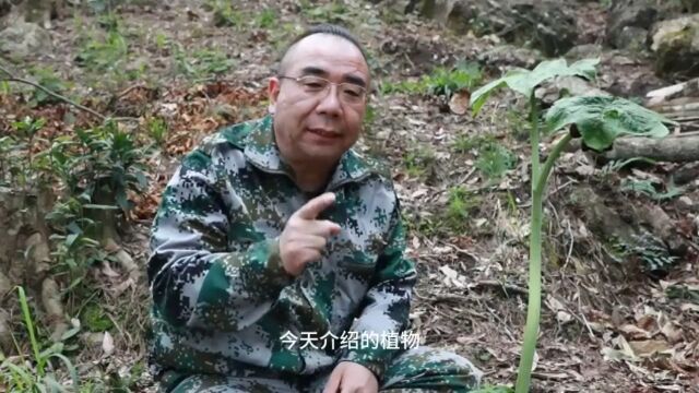 这株植物曾救过神农性命,它就是神农四宝之一的,江边一碗水,其他的三宝你都知道是什么吗?