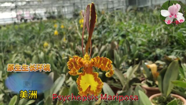 蝴蝶文心兰Psychopsis Mariposa美丽的兰精灵