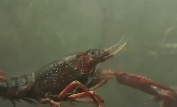 他学习稻田养殖技术,在稻田养殖螃蟹和小龙虾,成功赚到大量财富