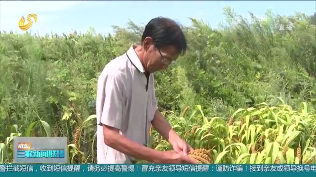 文登:谷子迎来大丰收,村民利用晴好天气抓紧收割,力保颗粒归仓