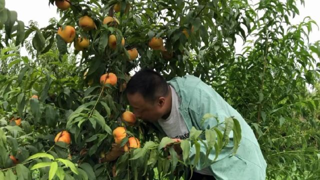 新品种黄油蟠含糖18到22,自花授粉抗病强不裂口不炸核,了解下