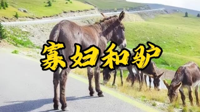 第 9 集 |在一个古老的小村庄里,有一个年轻的寡妇