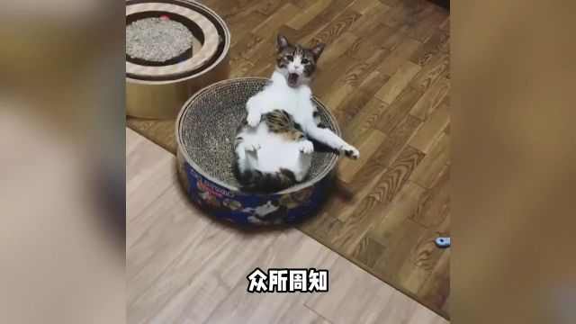 召唤猫咪的4种声音,最后一