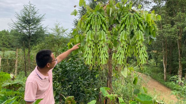 果园里的猫爪豆成熟了,估计很多人没见过,拍给大家看一下