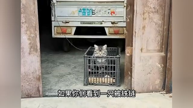 狸花猫团伙被困