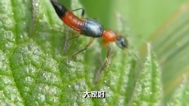 河南多地已发现隐翅虫:揭秘生态平衡的重要参与者.mp4