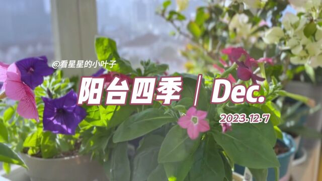 十二月 | 三角梅、矮牵牛、花烟草、仙客来、蓝雪花、葡萄风信子……