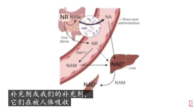 NMN 补充剂: 以暴利为导向的资本骗局(令人惊讶的结论)|安德鲁ⷄⷤ𜑤𜯦›𜀀